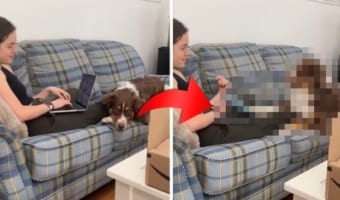 「もうおしまいだワン！！！」パソコンを使うフリをした飼い主さんに対して、愛犬がとった行動とは？！