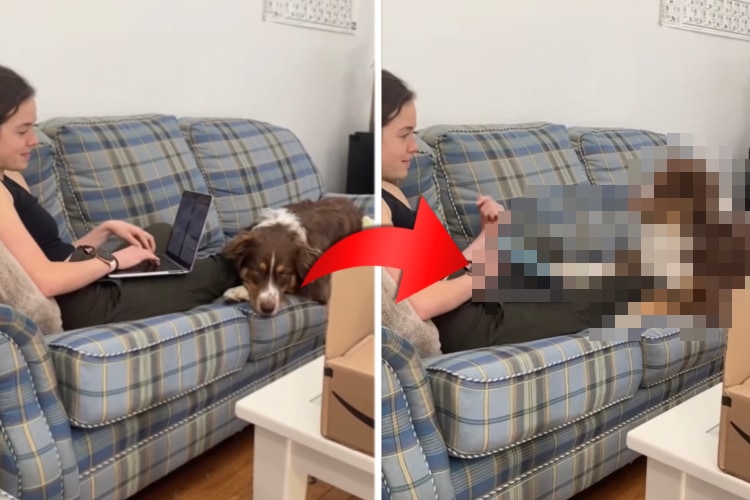 「もうおしまいだワン!!!」パソコンを使うフリをした飼い主さんに対して、愛犬がとった行動とは?!