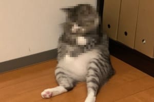 「副反応がつらいニャ・・・」ワクチン接種後のようなポーズの愛猫を偶然にも激写！