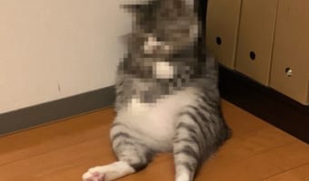 「副反応がつらいニャ・・・」ワクチン接種後のようなポーズの愛猫を偶然にも激写！