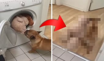 「今助けてあげるからね!」洗濯機に入れられたお友達を救出しようと奮闘するフレンチブルドッグ