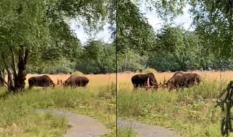 そんなことあるの?!散歩をしていたら道の先でなんと『ヌー』が決闘を繰り広げていたのです!