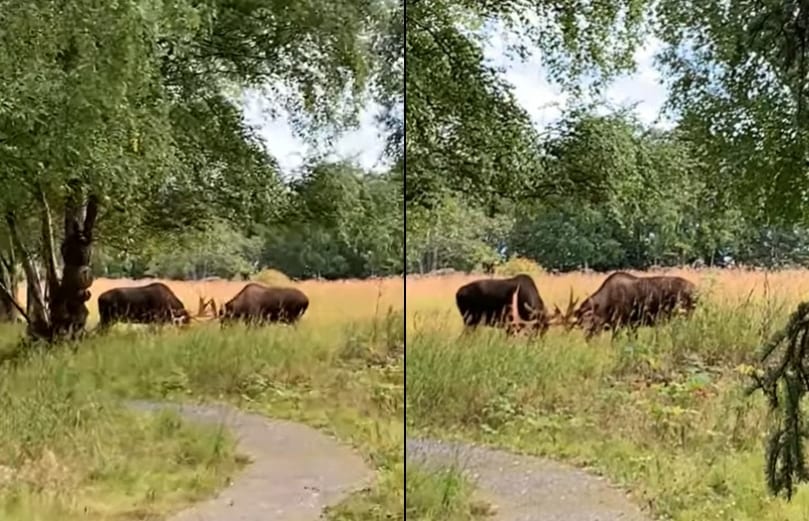 そんなことあるの？！散歩をしていたら道の先でなんと『ヌー』が決闘を繰り広げていたのです！