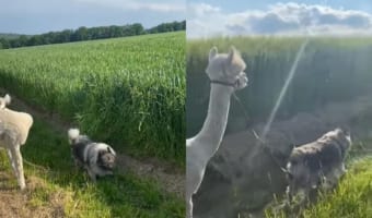 アルパカと牧場犬のまったりとしたお散歩。美しい農場の風景もあって心癒される