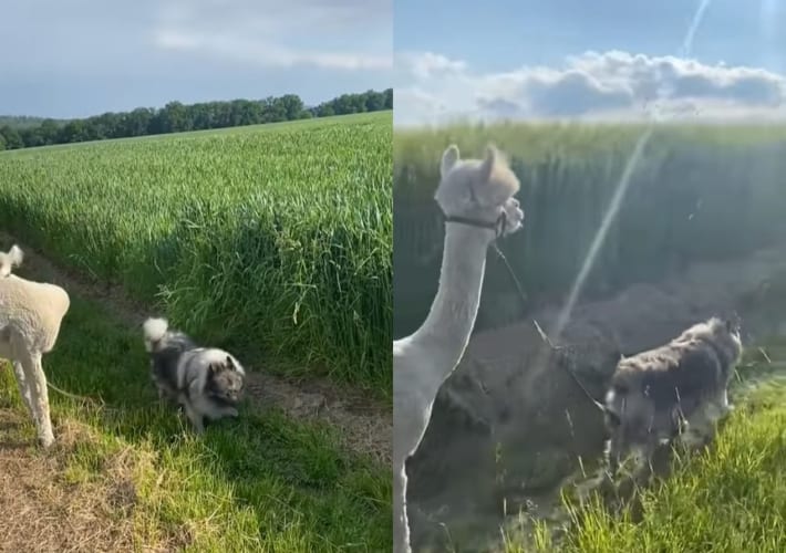 アルパカと牧場犬のまったりとしたお散歩。美しい農場の風景もあって心癒される