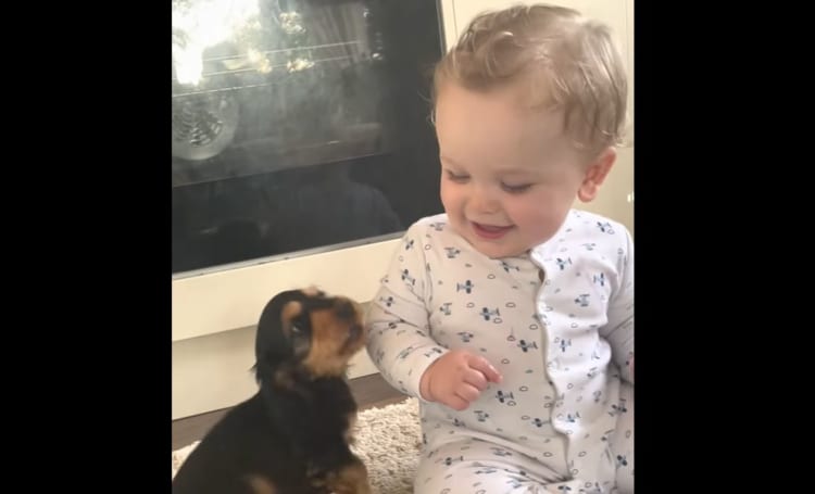 この世のかわいいは全てこの動画に詰まっている！？赤ちゃんとワンコの戯れ動画が尊すぎる