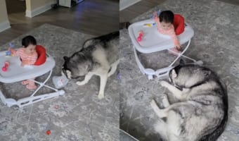 赤ちゃんはハスキー犬が遊んでいるところを見るのが大好き!ハスキーもそんな赤ちゃんのそばで元気にはしゃぎまわります