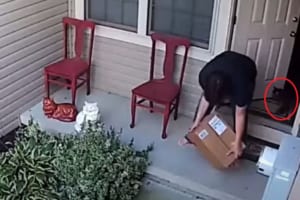 「そんニャまさか！」飼い主さんが気づかないタイミングで外に出てしまったネコ。思いがけず締め出しを食らってしまい・・・