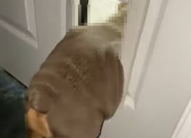 君には小さかったみたいだね・・。ブルドッグの子犬は残念ながらイヌ用ドアを通り抜けられなかったみたいです