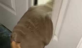 君には小さかったみたいだね・・。ブルドッグの子犬は残念ながらイヌ用ドアを通り抜けられなかったみたいです