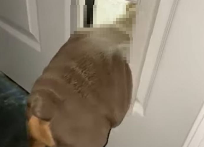 君には小さかったみたいだね・・。ブルドッグの子犬は残念ながらイヌ用ドアを通り抜けられなかったみたいです