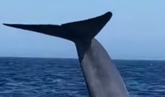 まるで映画のワンシーンみたい!シロナガスクジラが海面を泳ぐ姿がスゴすぎる!!