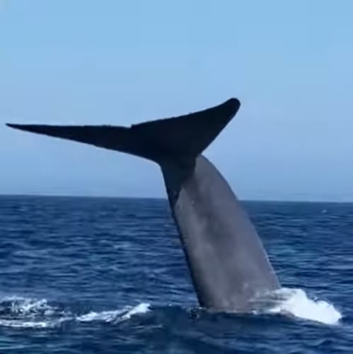 まるで映画のワンシーンみたい！シロナガスクジラが海面を泳ぐ姿がスゴすぎる！！