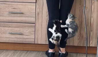 どっちが先に登りきるかレースをしてる？ 飼い主さんに登る子猫たちの姿がかわいすぎる！