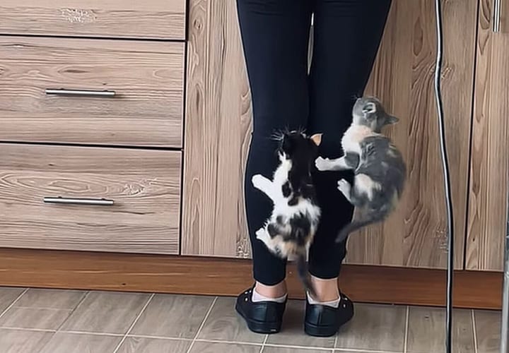 どっちが先に登りきるかレースをしてる？ 飼い主さんに登る子猫たちの姿がかわいすぎる！