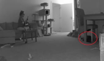 椅子の下にいた愛猫を撮影しようとしたら・・・飼い主さんのそんな思惑を飛び越える行動を見せました！