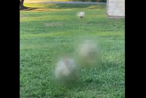 男性が一声かけると・・・、庭の奥から○○○○がダッシュで駆けつけてきました！