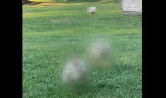 男性が一声かけると・・・、庭の奥から○○○○がダッシュで駆けつけてきました!
