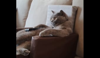 ソファにゆったり座るネコ。いったい何をしているのかと思いきや、まったり◯◯◯◯していました