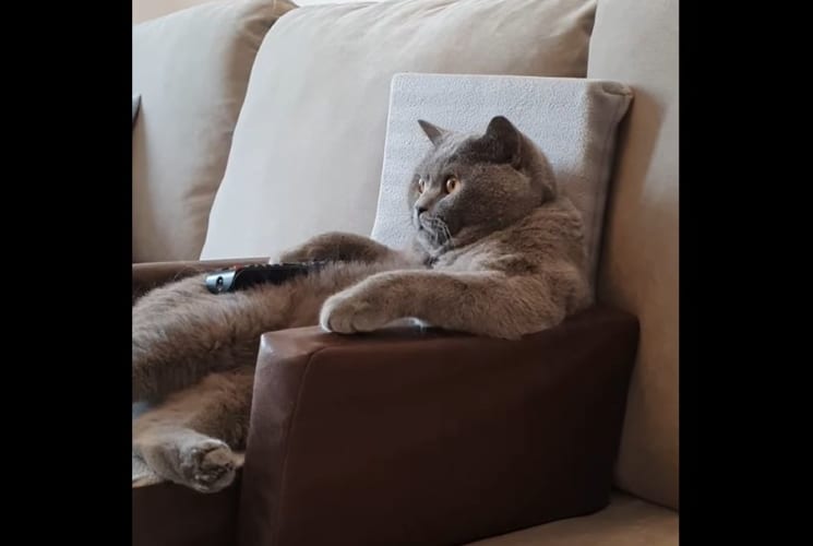 ソファにゆったり座るネコ。いったい何をしているのかと思いきや、まったり◯◯◯◯していました