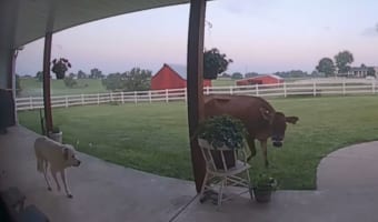 庭先を自由気ままに歩き回るウシ。・・・実はこの子、ここにいてはいけないはずで？！？！