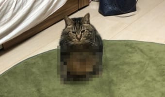 まさかそんな！！愛猫が人間みたいに『正座』している？！？！？！その姿にジワる