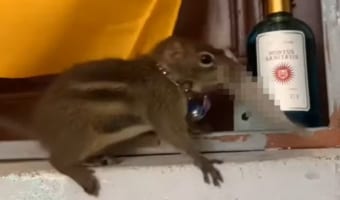 「ど、ドロボー!」ペットのリスがこっそり取っていたのは、なんと普通のリスなら欲しがらない◯◯でした!!