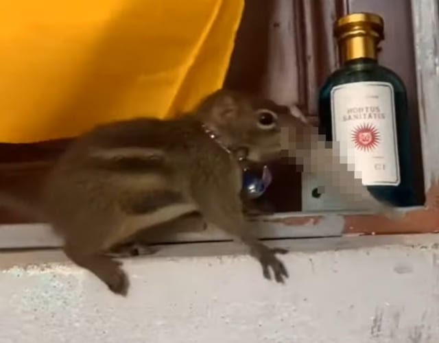 「ど、ドロボー！」ペットのリスがこっそり取っていたのは、なんと普通のリスなら欲しがらない◯◯でした！！