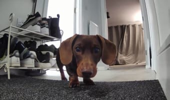 留守番している愛犬が何をしているのかチェックしてみると・・・セキュリティカメラと仲良く過ごしていたいたようです