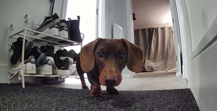 留守番している愛犬が何をしているのかチェックしてみると・・・セキュリティカメラと仲良く過ごしていたいたようです