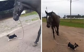 どっちがリードしているのかな？なかよくお散歩する馬とコーギー犬