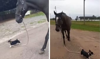 どっちがリードしているのかな?なかよくお散歩する馬とコーギー犬