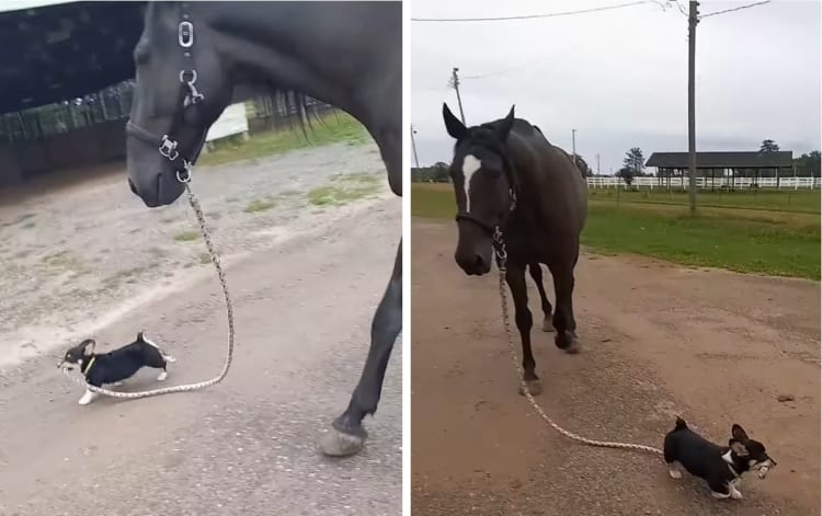 どっちがリードしているのかな？なかよくお散歩する馬とコーギー犬