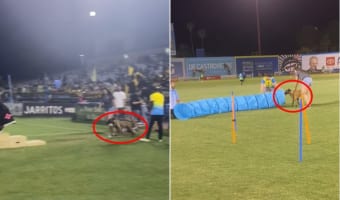 とても楽しそうではあるけれど・・・。障害物走なんてやったことのないマリノアに、ぶっつけ本番で大会に出てもらった結果・・・