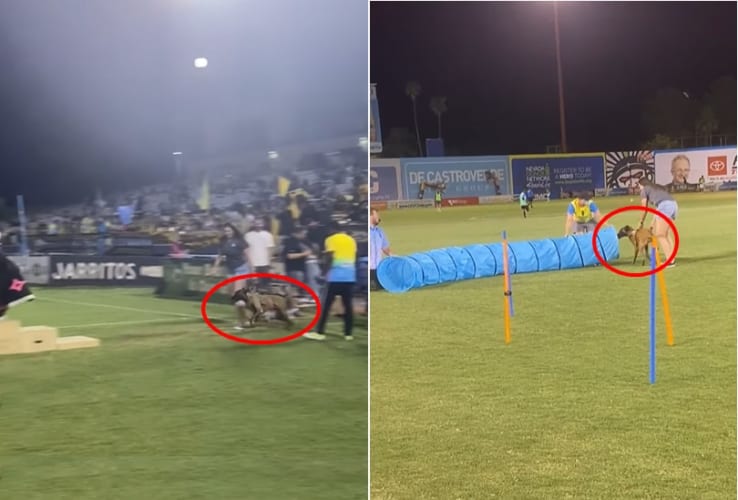 とても楽しそうではあるけれど・・・。障害物走なんてやったことのないマリノアに、ぶっつけ本番で大会に出てもらった結果・・・