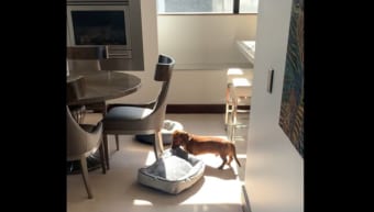 「お昼寝するならぽかぽか暖かい場所がいいよね〜。」自分のベッドを日向に移動させるかわいくて賢いダックスフンド