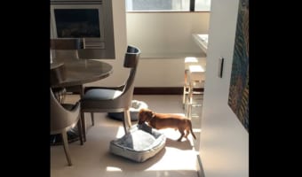 「お昼寝するならぽかぽか暖かい場所がいいよね〜。」自分のベッドを日向に移動させるかわいくて賢いダックスフンド