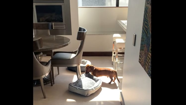 「お昼寝するならぽかぽか暖かい場所がいいよね〜。」自分のベッドを日向に移動させるかわいくて賢いダックスフンド