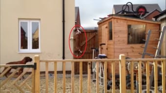 いつもどうやって外に出ているのか気になってカメラを設置して見たら・・・。ボクサー犬の脱出にかける執念がすごかった！