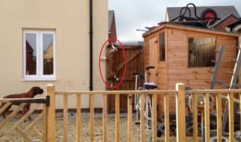いつもどうやって外に出ているのか気になってカメラを設置して見たら・・・。ボクサー犬の脱出にかける執念がすごかった!