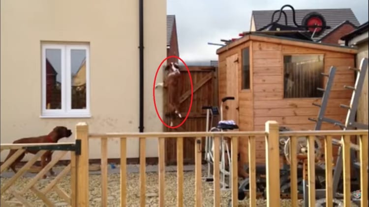 いつもどうやって外に出ているのか気になってカメラを設置して見たら・・・。ボクサー犬の脱出にかける執念がすごかった！