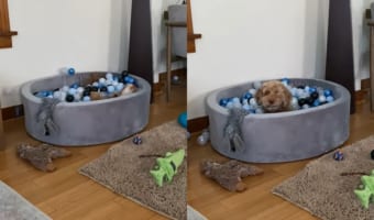 ボールピットから次々飛び出てくるボール。いったい何事かと思っていたら・・・とても楽しそうな顔をした子犬が顔を出しました!」