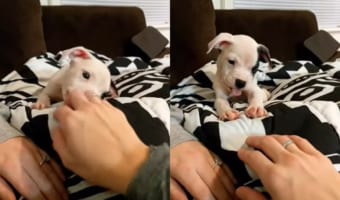 思わず『舌ペロ』しちゃうほど楽しい!飼い主さんの手にじゃれる子犬の姿がかわいすぎる