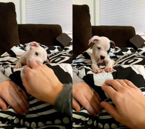 思わず『舌ペロ』しちゃうほど楽しい！飼い主さんの手にじゃれる子犬の姿がかわいすぎる