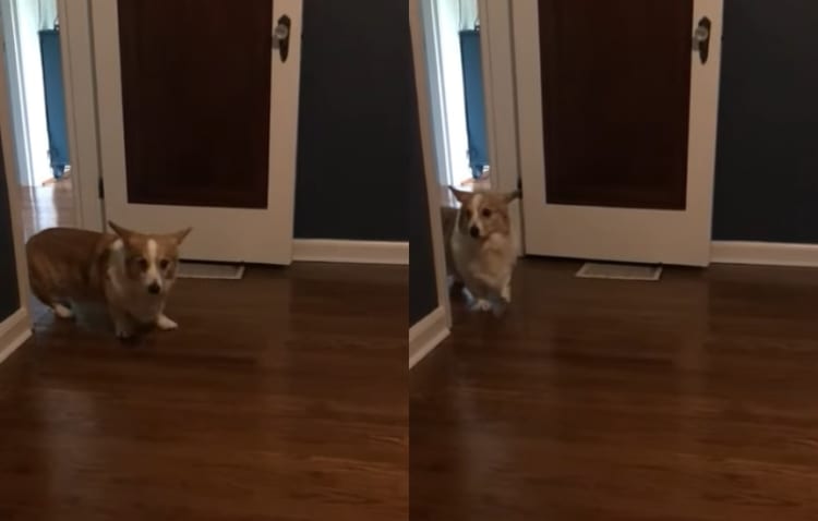 いったい何を見たの？！？！コーギーはそろりそろりとバックして部屋から出て行ってしまいました