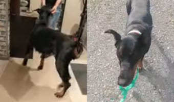 「も〜、おっちょこちょいだな〜」飼い主さんが落としたものや忘れ物のフォローをしてくれる賢いドーベルマン