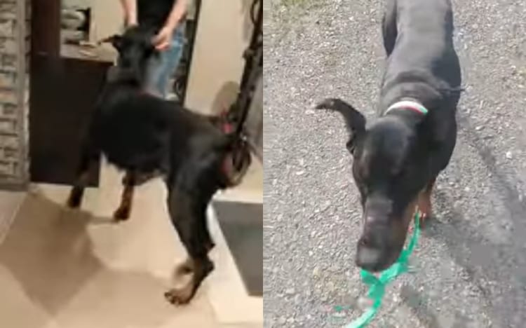 「も〜、おっちょこちょいだな〜」飼い主さんが落としたものや忘れ物のフォローをしてくれる賢いドーベルマン