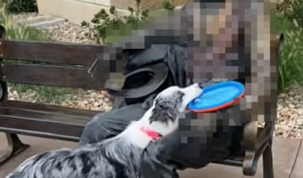 その人はフリスビーを投げてくれないと思うよ・・・。ボーダーコリーが投げてとおねだりしていたのは、なんとあの歴史上の偉人でした！！