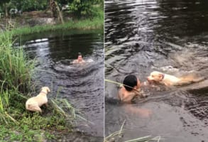 なんてお利口さんなの！男性が水中に飛び込んだのを溺れてしまったと思い込んだ子犬、なんと必死の救助活動へと向かいました！！