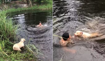 なんてお利口さんなの!男性が水中に飛び込んだのを溺れてしまったと思い込んだ子犬、なんと必死の救助活動へと向かいました!!